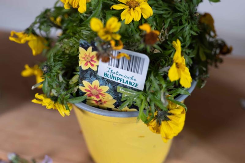 Blumentopf mit bienenfreundlicher Pflanze mit gelben und rot-gelben Blüten, Etikett mit der Aufschrift „Italienische BLÜHFLANZE“.
