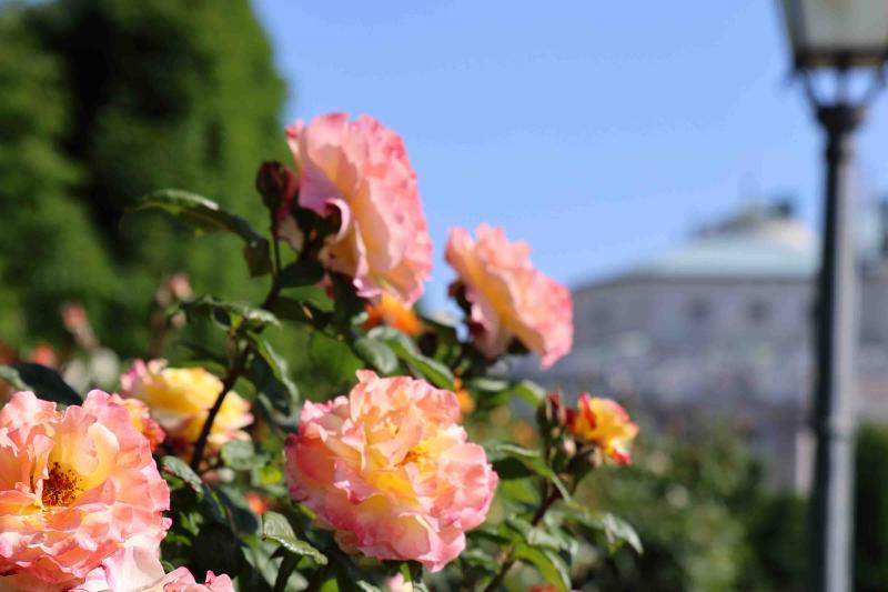Rosa Rosen vor städtischem Hintergrund und Laterne im Volksgarten