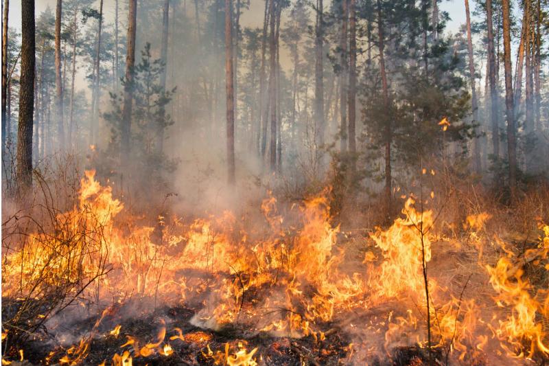 Waldbrand mit Flammen und Rauch zwischen hohen Bäumen