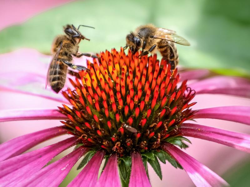 Zwei Honigbienen auf der Blüte eines Sonnenhuts mit rosa Blütenblättern