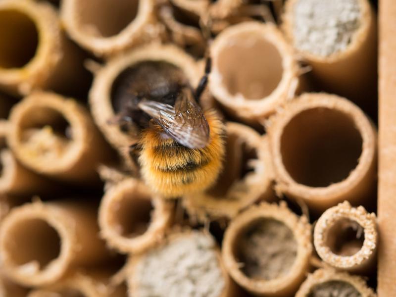 Nahaufnahme einer Hummel, die in einem Insektenhotel aus hohlen Pflanzenstängeln sitzt