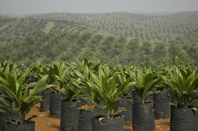 Palmöl-Plantagen in Indonesien