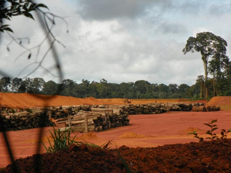 Abgeholzter Wald: der rote Boden kommt zur Geltung, die Baumstämme stapeln sich.