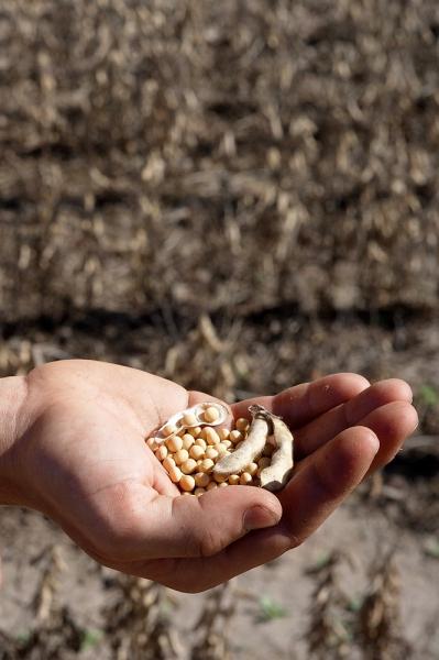 Hand mit Sojabohnen