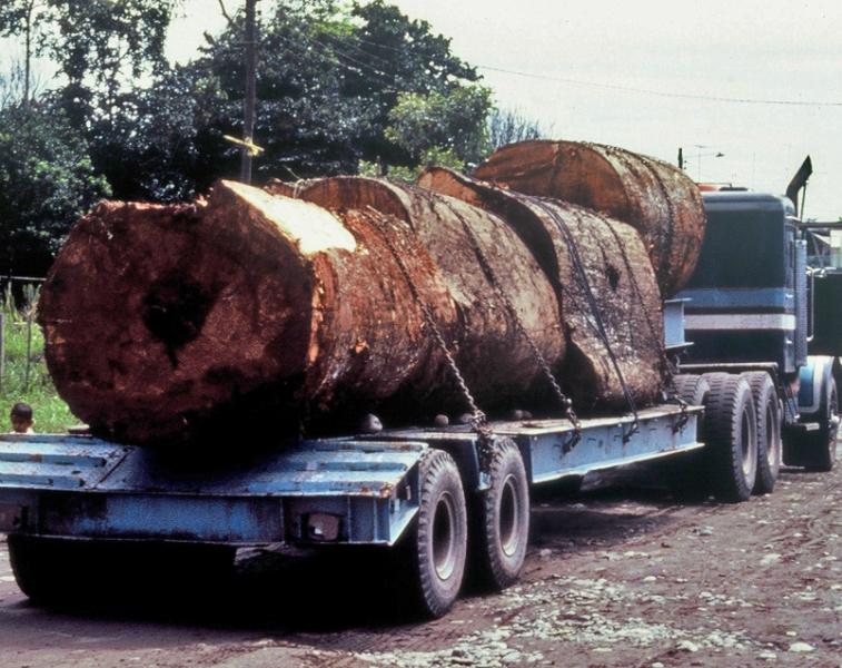Tropenholztransport