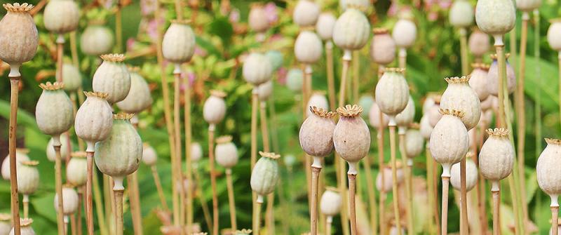 Fruchtstand von Mohn Fruchtstand von Mohn