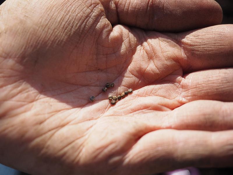 Blumensamen sammeln Blumensamen sammeln