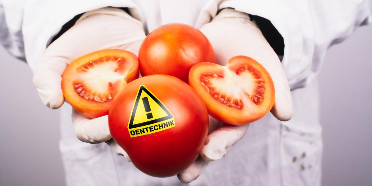 Gentechnik-Tomate mit Pickerl