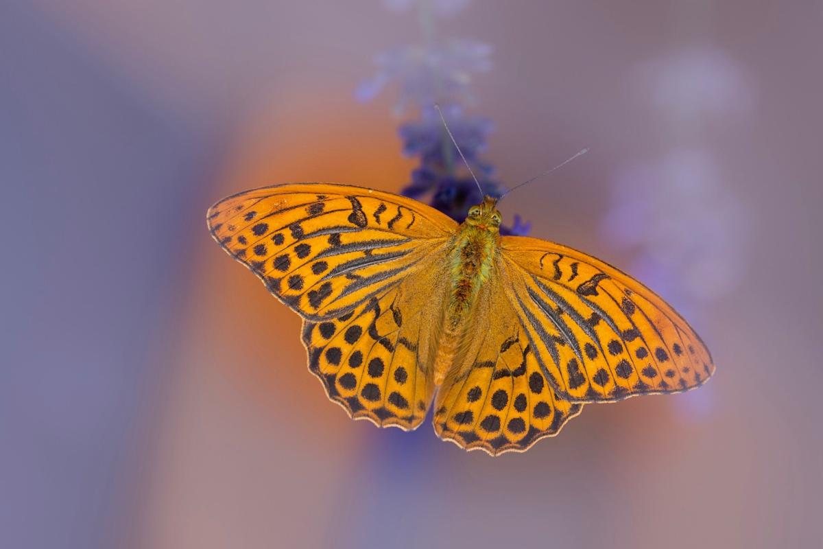 Häufigste Schmetterling im Garten 2018- Kaisermantel 