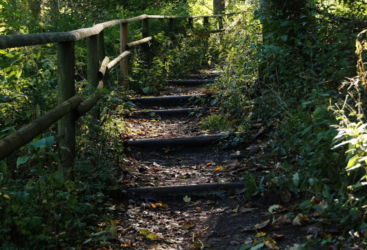 Treppen im Wald