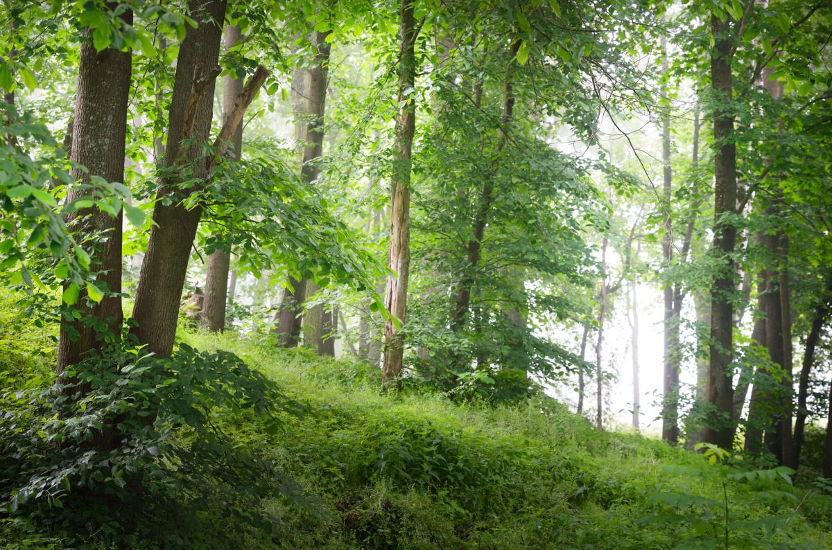 Naturwald