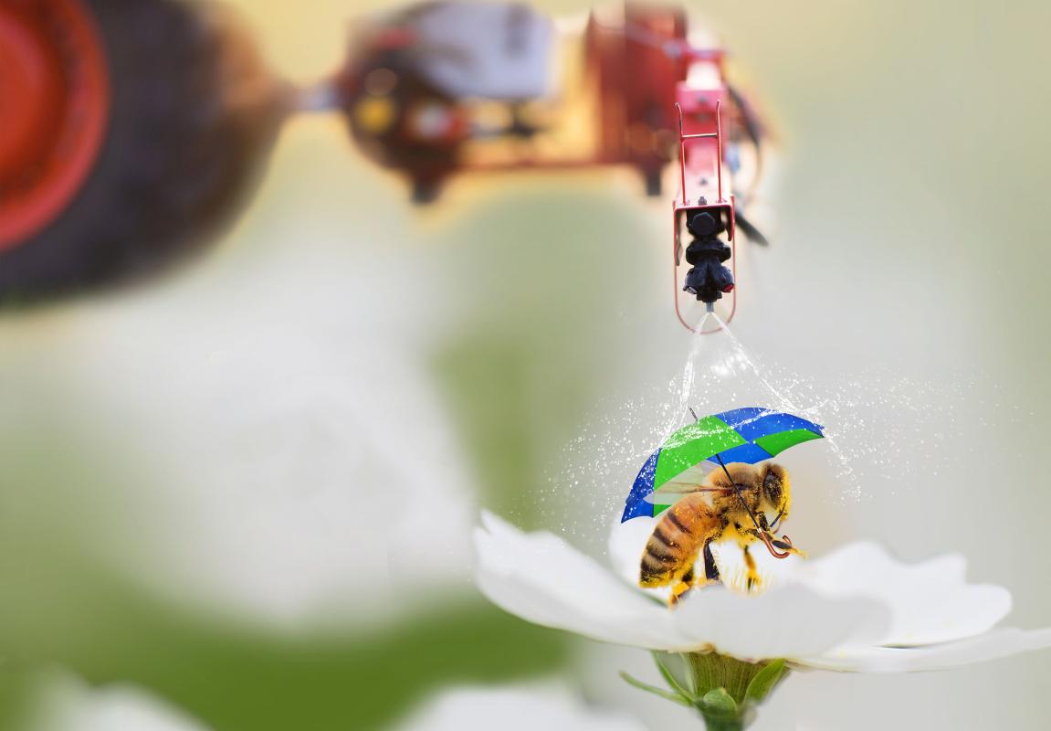 Biene auf Blüte