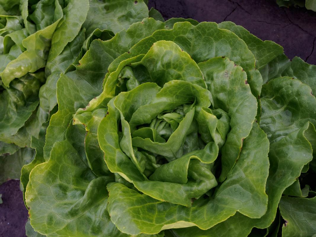 Salat