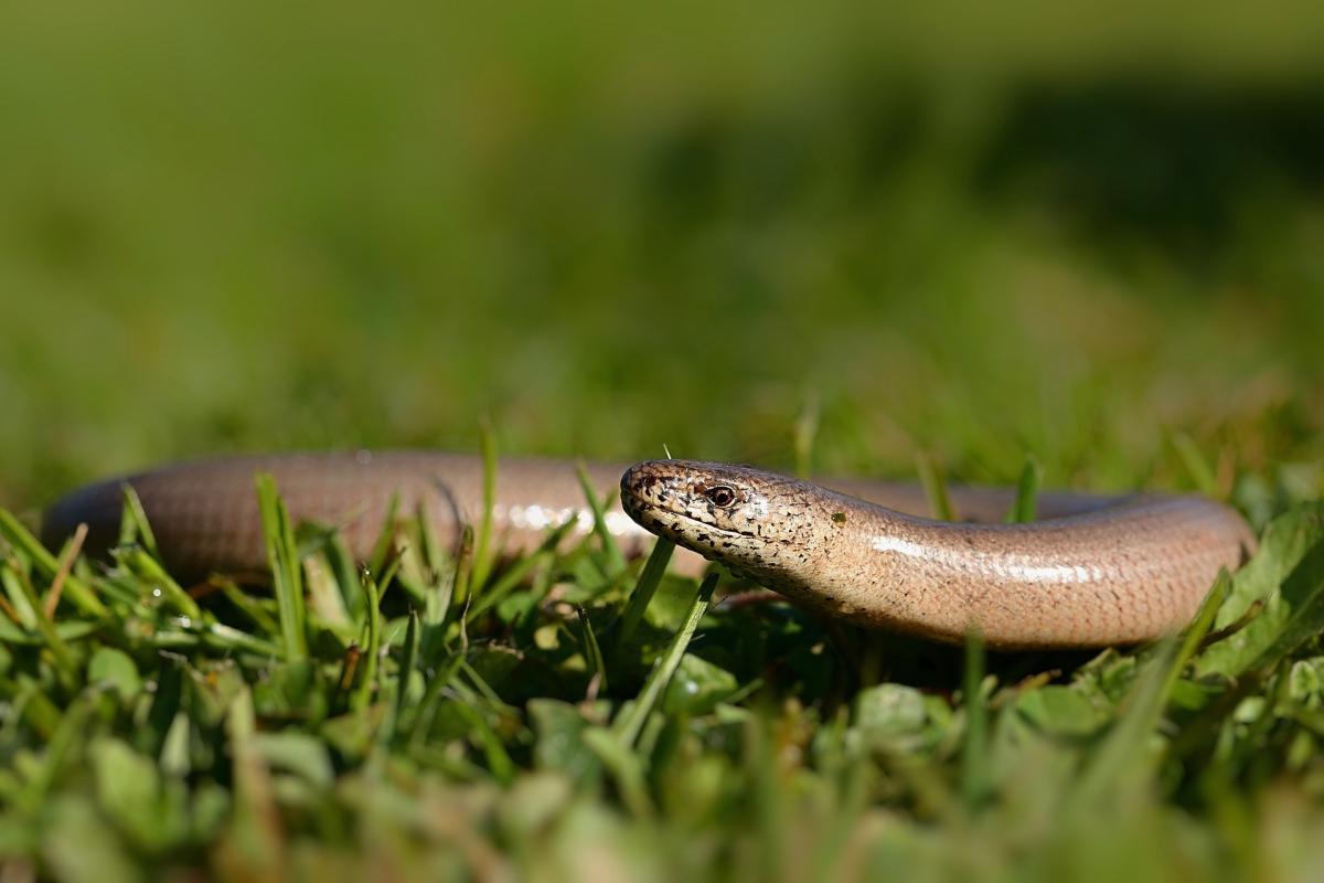 Blindschleiche im Gras