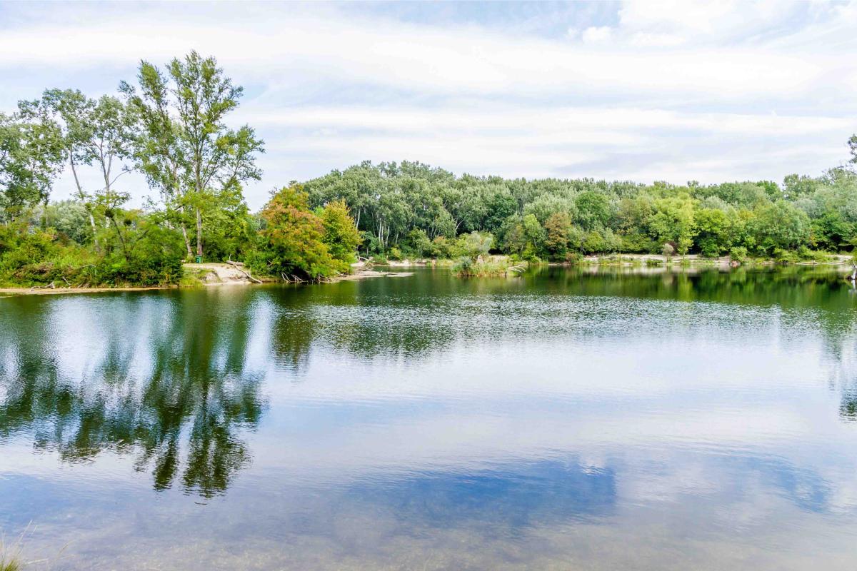 Panoramabild der Lobau mit blauem Wasser, in dem sich die grünen Bäume und Büsche spiegeln