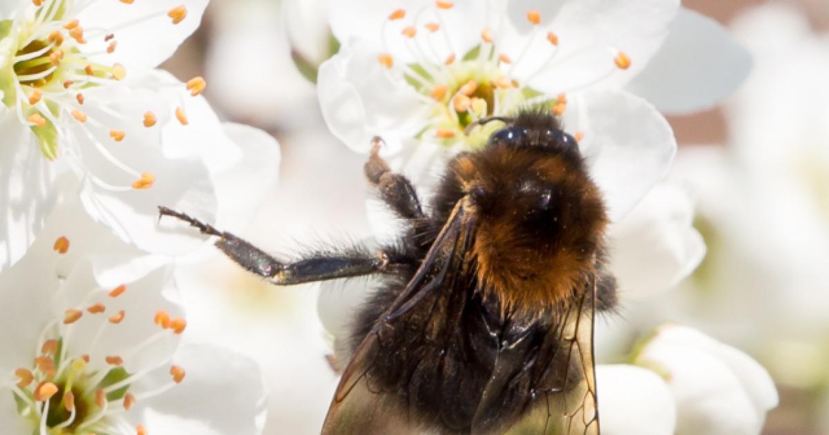 Bienenfreundliche Gemeinden OÖ GLOBAL 2000