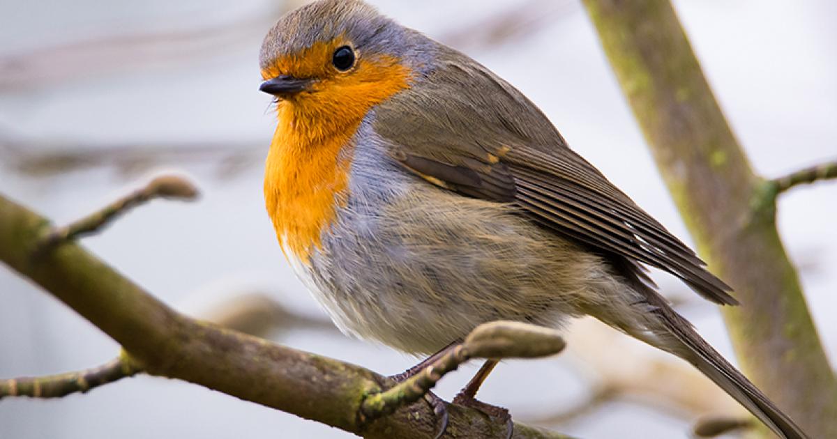 Vogelschutz Wie sie Vögeln ein Zuhause geben GLOBAL 2000