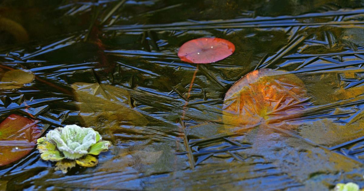So machen Sie Ihren Gartenteich winterfest GLOBAL 2000