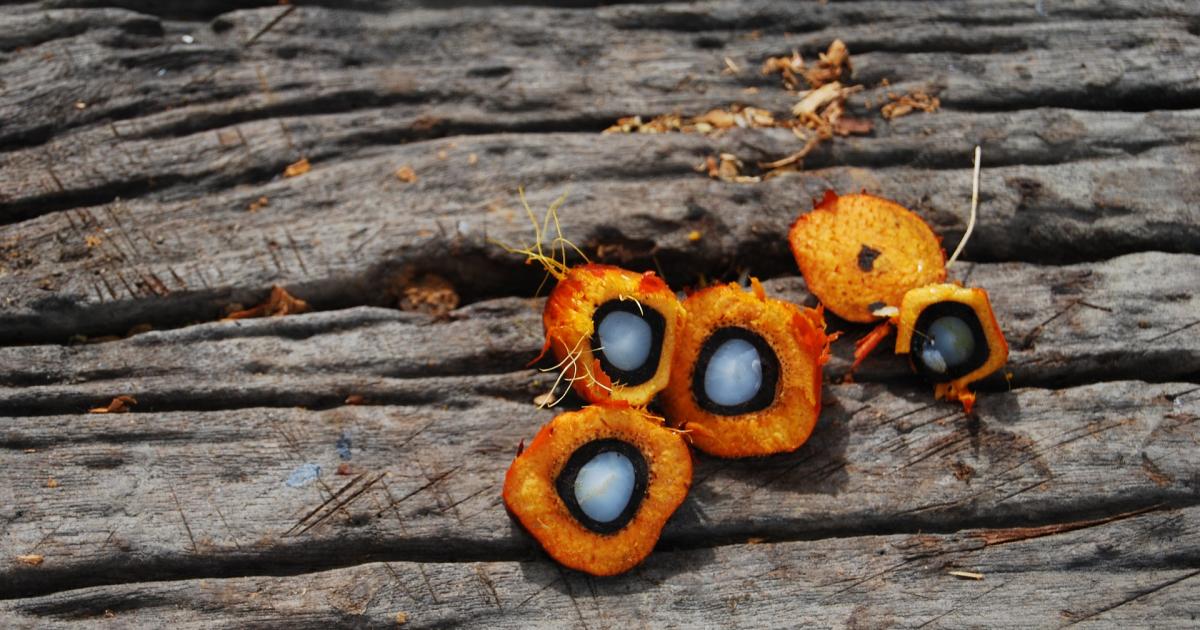 Was Ist An Palmöl Schlecht Palmöl | GLOBAL 2000