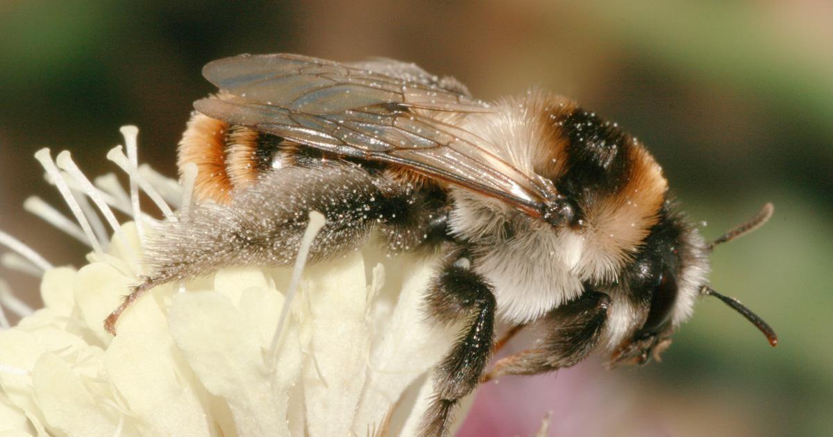 Biodiversitätsforschung warnt Heimische Wildbienen und Blütenpflanzen