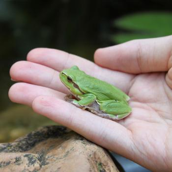 Frosch in Hand