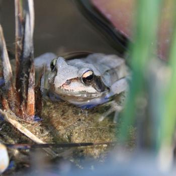 Kröte (c) Suppan Kröte im Teich