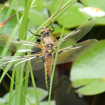 Libelle (c) Suppan Libelle