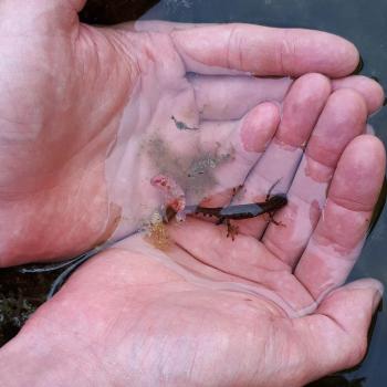 Molch (c) Suppan Molch in zwei Händen über dem Teich
