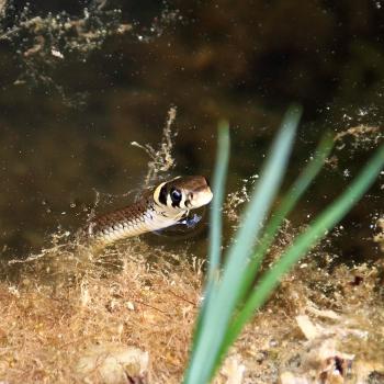 Ringelnatter (c) Suppan Ringelnatter im Teich