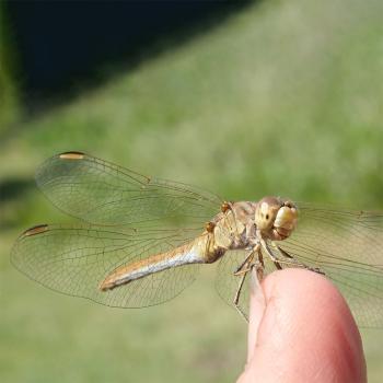 Libelle (c) Suppan Libelle auf Finger