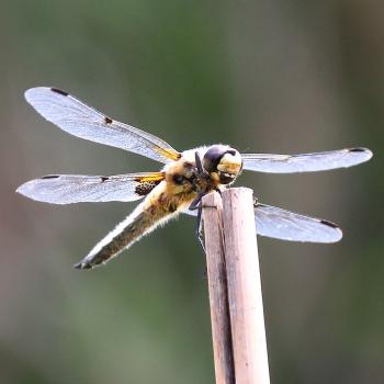 Libelle (c) Suppan Libelle