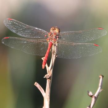 Libelle (c) Suppan Libelle
