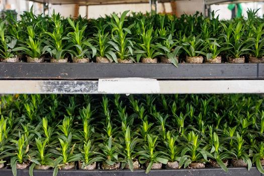 53+ Bienenfreundliche Zierpflanzen Pestizide, Anlässlich des