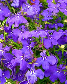 Violette Blumen