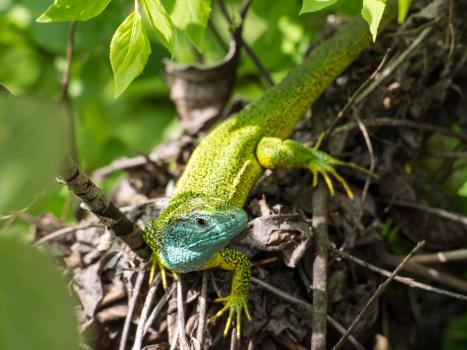 Smaragdeidechse in der Natur