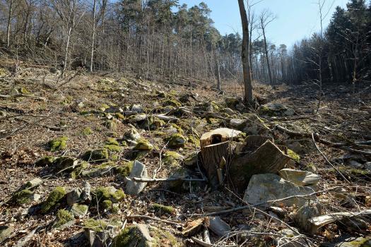 Kamptal Fällung Vergleich