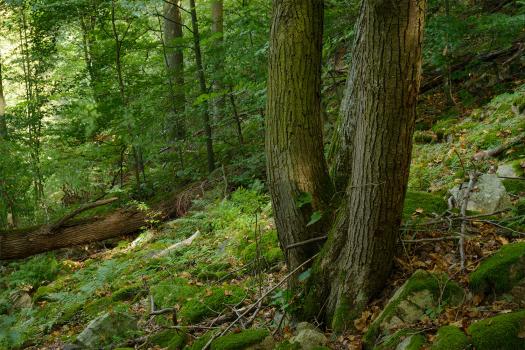 Kamptal Fällung Vergleich