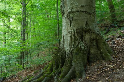 Naturwälder Kamp und Kremstal 