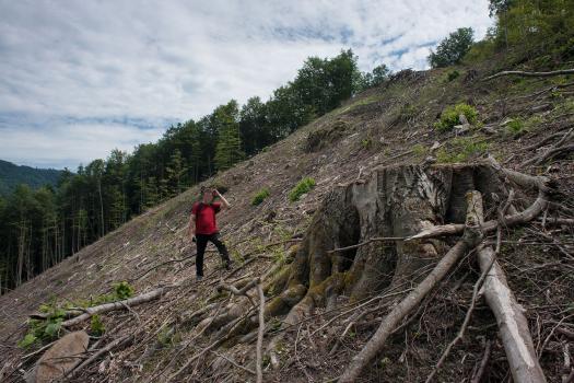 Kamptal Fällung vergleich
