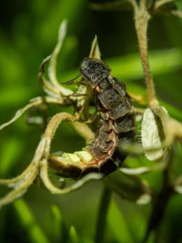 Glühwürmchen, das auf einer Pflanze sitzt 