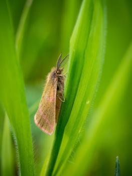 Nachtfalter, der im Gras rastet