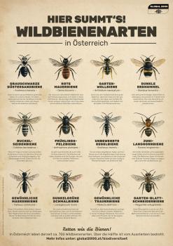 Wildbienenarten - Hier summt's
