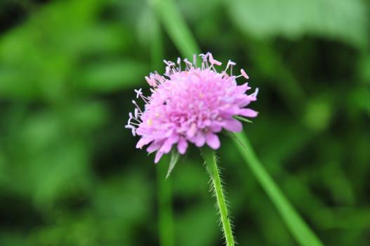 Acker Witwenblume
