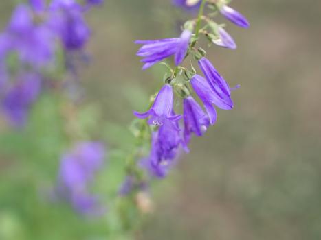 Acker Glockenblume