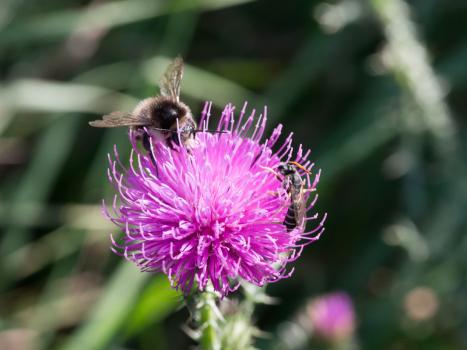 Distel
