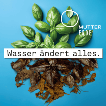 Gegenüberstellung von frischem Basilikum und ausgetrocknetem Basilikum