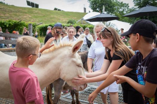 Kinder streicheln Esel