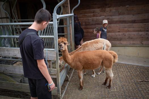 Kinder im Streichelzoo
