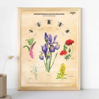 Unser Wildblumenplakat: Darauf zu sehen sind fünf handgemalte, heimische Wildblumen, die in ihren leuchtenden Aquarellfarben nicht nur wunderschön anzusehen sind, sondern auch eine wichtige und beliebte Wildfutterquelle für Wildbienen darstellen. Über den Blumen summen fünf Wildbienen