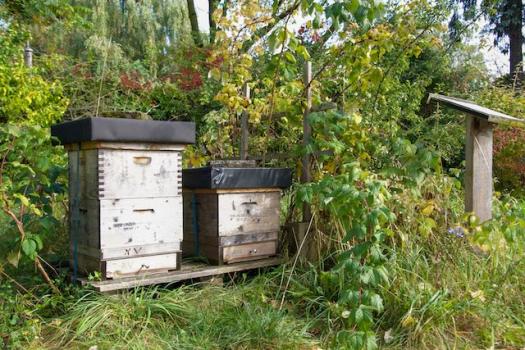 Bienenstöcke Bienenstöcke